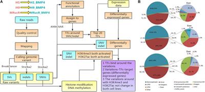 Effect for Human Genomic Variation During the BMP4-Induced Conversion From Pluripotent Stem Cells to Trophoblast